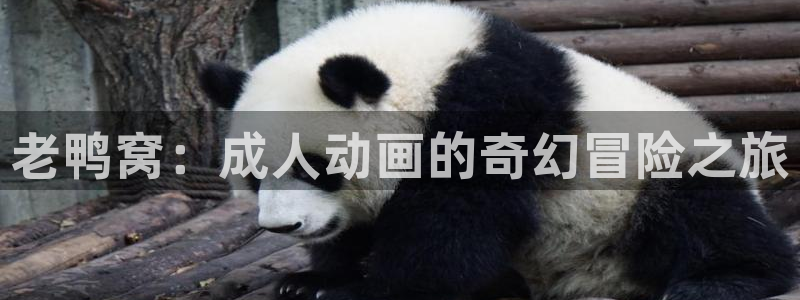 mememe樱花动漫：老鸭窝：成人动画的奇幻冒险之旅